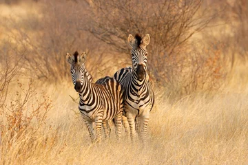 Fotobehang Two plains zebras (Equus burchelli) in natural habitat, South Africa. © EcoView