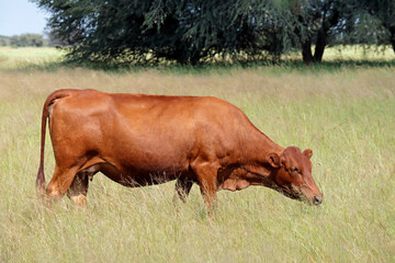 A free-range cow grazing in grassland on a rural farm, South Africa.