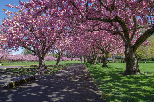 Spring blooms in a public park Oregon state.