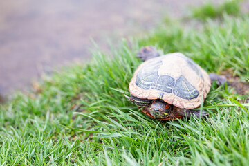 close-up of an adult red-eared turtle lying on the grass by the lake
