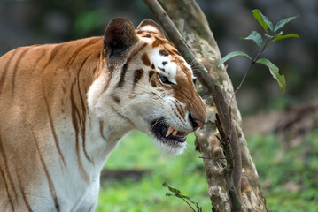 Close up photo of a white tiger