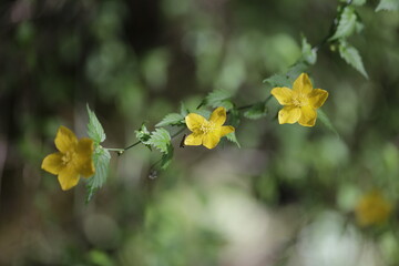 Kerria Japonica