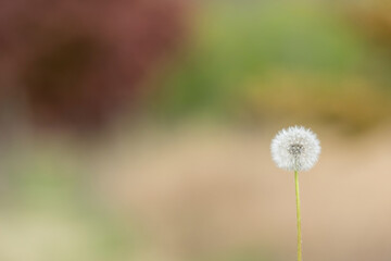 A dandelion spore that announces the arrival of spring.