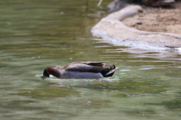 A male mallard with head underwater searching for food>