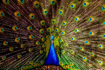 peacock and feathers