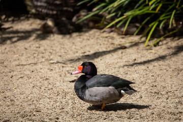 A rosy-billed pochard walking outside the water.