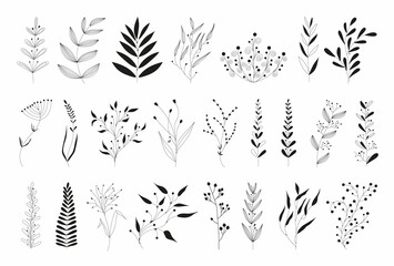 Set of black silhouettes of tropical leaves on an isolated white background. Botanical tree branches, palm leaf on the stem. Spring summer leaf. Concept design logo icons. Vector illustration. © Lapalovee