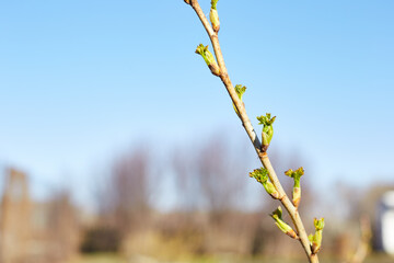 Spring sunny day in April, young shoots of currants bloom