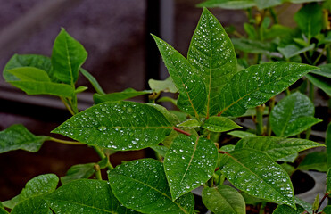 Green house for plant growing in New Delhi India.