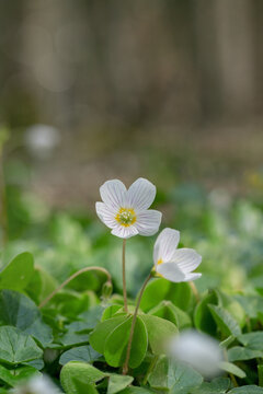 White wood sorrel flowers (Oxalis acetosella) with copy space.