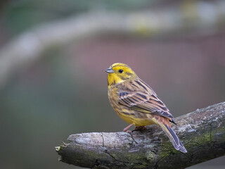 Goldammer (Emberiza citrinella) 