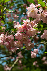 樹木公園で花を咲かす海棠