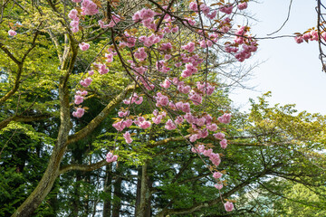 樹木公園で花を咲かす海棠