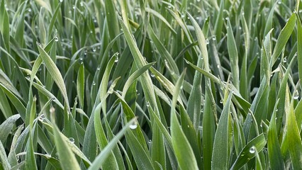 Morgentau auf einer Wiese im Frühling. Alles blüht und der Morgen weckt uns mit Tropfen auf dem nassen Gras. Mitten in der Natur. Tautropfen