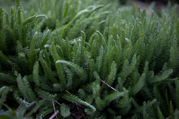 Fresh green grasses, Achillea millefolium common yarrow stems close up © Олег Мальшаков