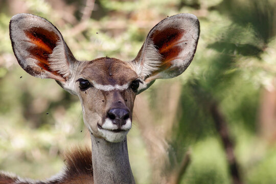 Female greater kudu Ethiopia