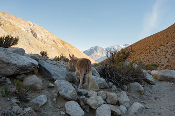 Horizontal shot of donkey walking away in valley at sunrise, Chile