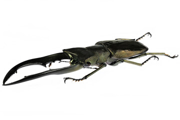 stag beetle (Cyclommatus metallifer finae) isolated on white background