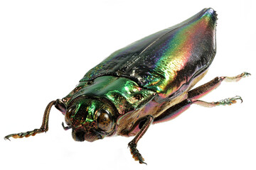 jewel beetle (Cyphogastra javanica) isolated on white background