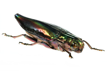 jewel beetle (Cyphogastra javanica) isolated on white background