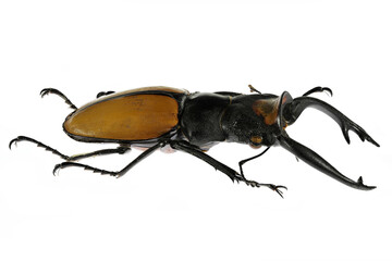 stag beetle (Odontolabis lacordairei) isolated on white background