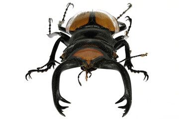 stag beetle (Odontolabis lacordairei) isolated on white background