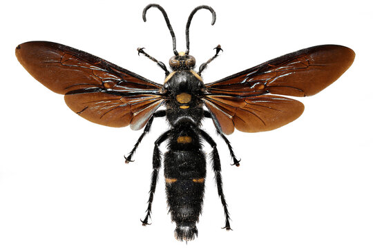 giant scoliid wasp (Megascolia procer javanensis) isolated on white background