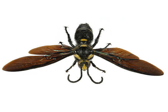 giant scoliid wasp (Megascolia procer javanensis) isolated on white background