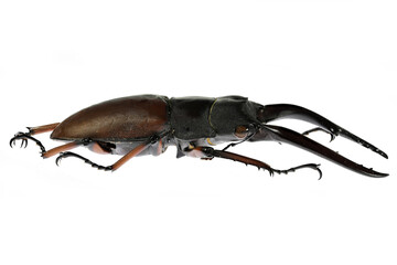 stag beetle (Prosopocoilus astacoides castan) isolated on white background