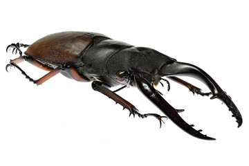 stag beetle (Prosopocoilus astacoides castan) isolated on white background