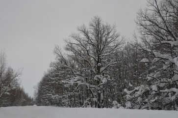 Winter landscape. Trees in the snow