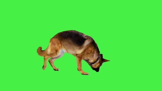 German shepherd walking and sniffing on a Green Screen, Chroma Key.