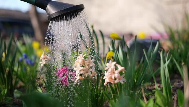 Take care of garden - close up view of gardener watering flowers slowmotion video