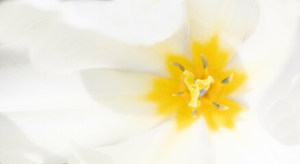 beautiful background of white tulip flowers, blurred