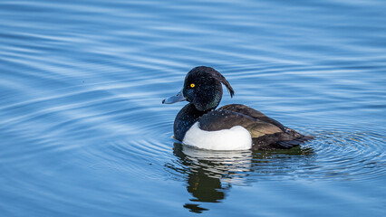 Eine Reiherente auf einem blauen See!