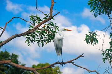 A Closeup shot of a beautiful & large egret - white heron in Poovar Backwater, Kerala, India