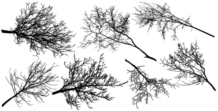Bare branch of deciduous tree, set of silhouette. Vector illustration