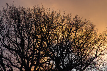 foliage of an oak tree at dawn