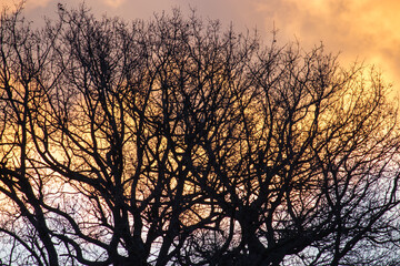 foliage of an oak tree at dawn