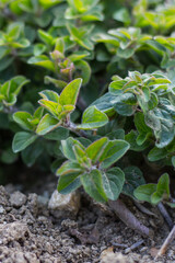 Growing oregano plant. Organic cultivation