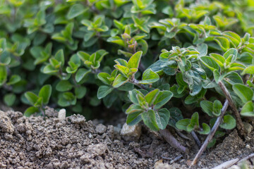 Growing oregano plant. Organic cultivation