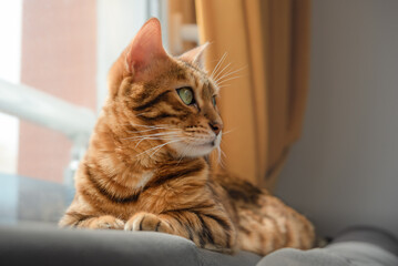 Bengal cat is resting near the window on the back of the sofa.