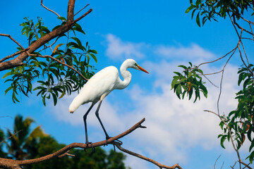 A Closeup shot of a beautiful great egret - white heron in Poovar Backwater, Kerala, India