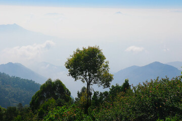 Beautiful View with Trees, Clouds and Hills in Coakers Walk, Kodaikanal, tamil Nadu, India