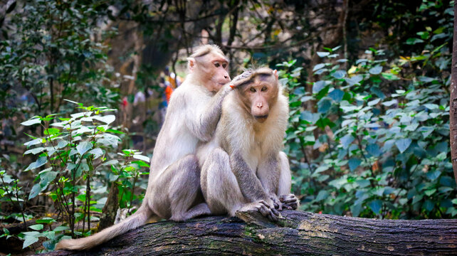 A Monkey Family Taking Care of Each Other, Kodaikanal, Tamil Nadu, India
