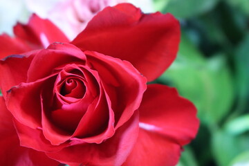 pink flower beautiful skewer-colored skewers natural leaves