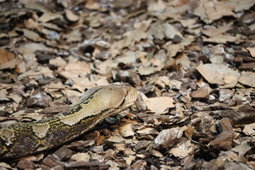 beautiful dangerous snake silent stealth reptile venom