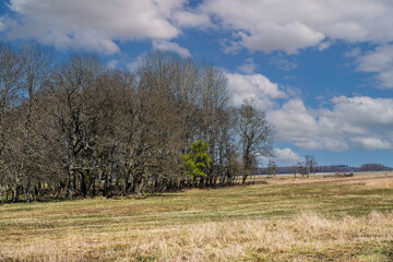 Obraz premium Landscape Eexterveld, Drenthe. Difference in time of emergence of tree species. The green one is a Hawthorn, Crataegus, The bare trees are Pedunculate Oak, Quercus robur, and Beech, Fagus sylvatica.