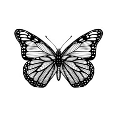 butterfly hand drawn vector illustration vintage