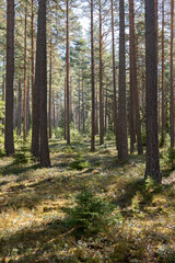 Fototapeta na wymiar Pine tree forest, forest therapy and stress relief